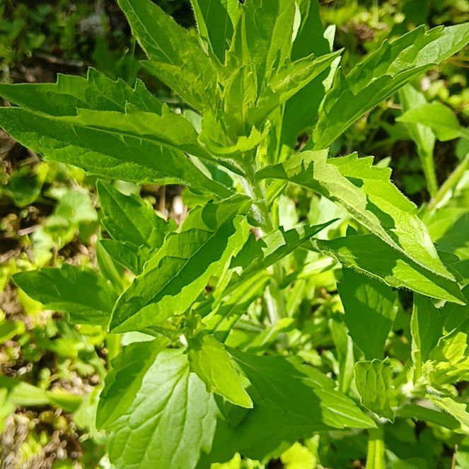 Photo of the plant species Hemp Agrimony by @GrownSoybean4 named Emerson on Greg, the plant care app