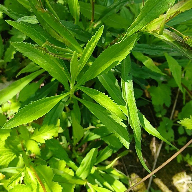 Photo of the plant species Obedient Plant by @GrownSoybean4 named Girlfrond on Greg, the plant care app