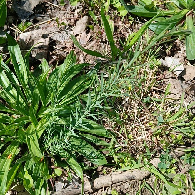 Photo of the plant species Cypress Spurge by @GrownSoybean4 named Homer on Greg, the plant care app