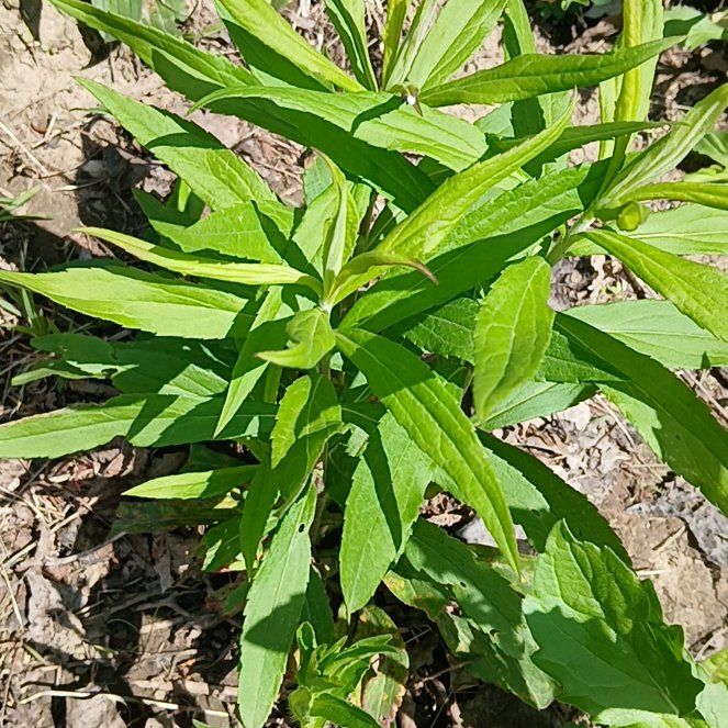 Photo of the plant species Rough Canada Goldenrod by @GrownSoybean4 named Khaleesi on Greg, the plant care app