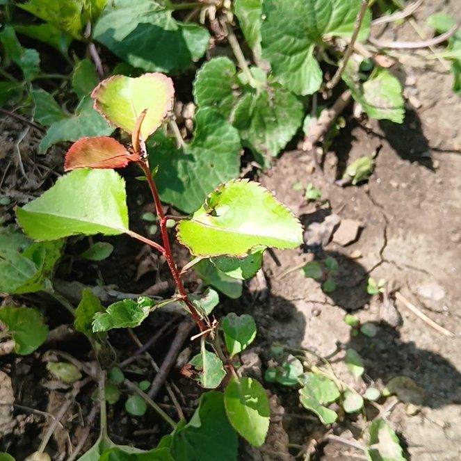Photo of the plant species Bradford Pear by @GrownSoybean4 named Aristotle on Greg, the plant care app