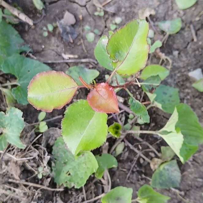 Photo of the plant species Apricot by @GrownSoybean4 named Elle on Greg, the plant care app