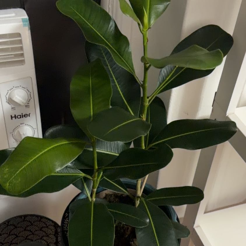 Photo of the plant species Ficus Microcarpa by @CivicWildyam26 named Harper on Greg, the plant care app