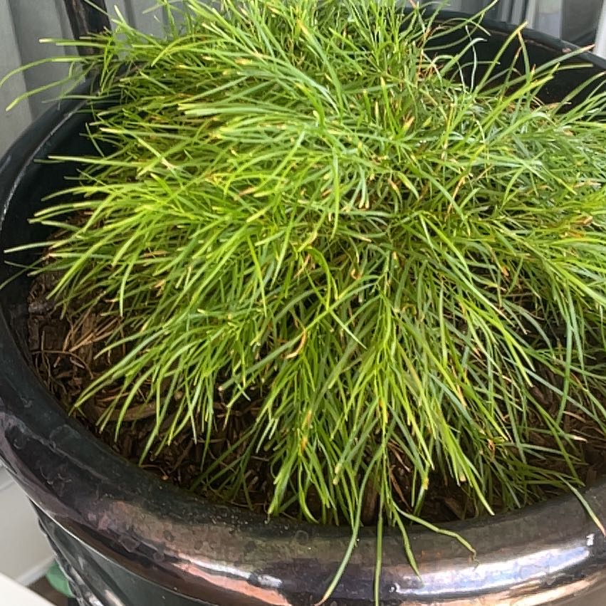 Photo of the plant species Grevillea 'Lime Light' by @CoolCoowl named Limeiness on Greg, the plant care app