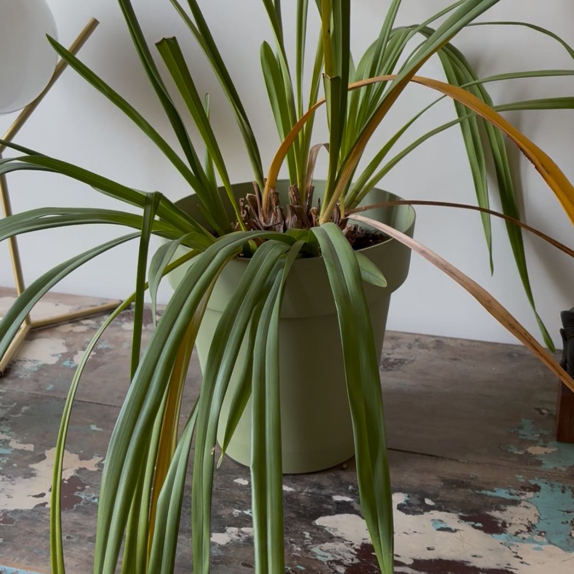 Photo of the plant species Red Cymbidium by @FieryFanpalm18 named Thor on Greg, the plant care app