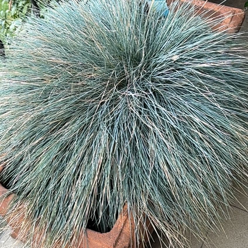 Photo of the plant species blue fescue by @FieryFanpalm18 named Hamilton on Greg, the plant care app