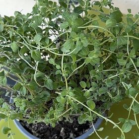 Photo of the plant species Marjoram by @FieryFanpalm18 named Marghe on Greg, the plant care app