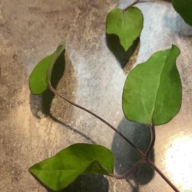 Photo of the plant species Crimson Clematis by @ClubbyRosea63 named Tupot amaroot on Greg, the plant care app