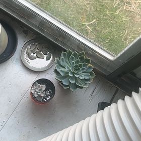 Photo of the plant species Echeveria by @PrinceRhubarb51 named Xena on Greg, the plant care app