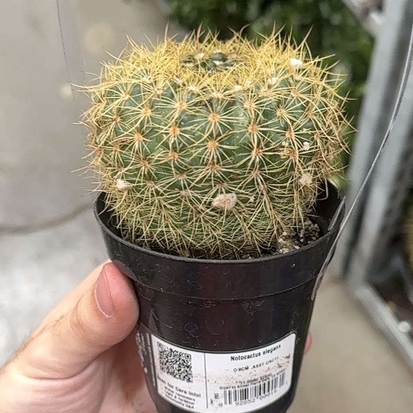 Photo of the plant species Notocactus elegans by @CaringBagpod named Remington on Greg, the plant care app