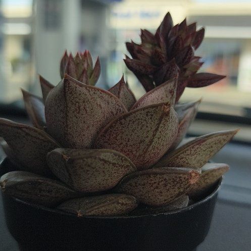 Photo of the plant species Echeveria purpusorum by @ProOrchid25 named Luna on Greg, the plant care app