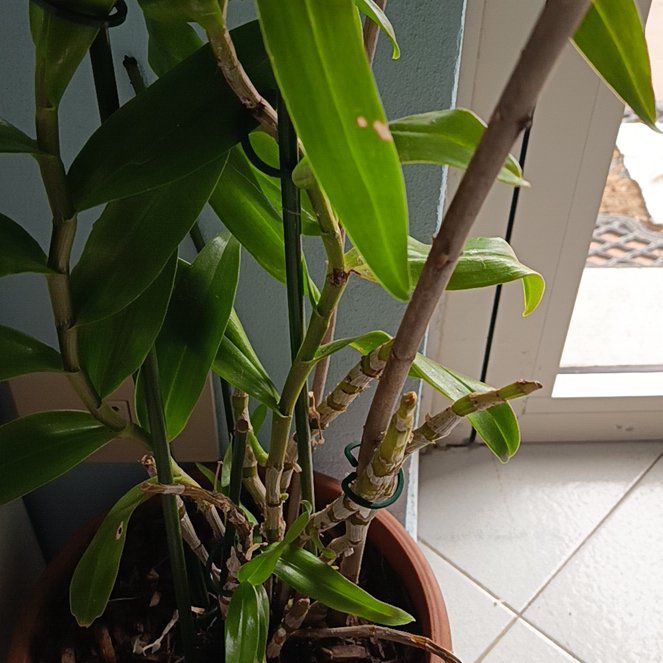 Photo of the plant species Fire Star Orchid by @LimberTipa11 named Orlando Bloom on Greg, the plant care app