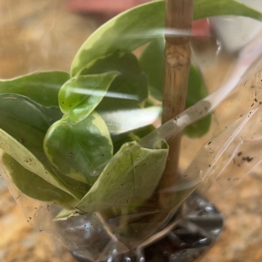 Photo of the plant species Sodom Apple by @SmartHorminum91 named Harper on Greg, the plant care app