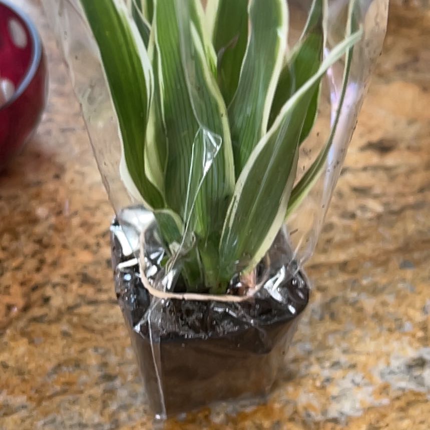 Photo of the plant species California False Hellebore by @SmartHorminum91 named Aria on Greg, the plant care app