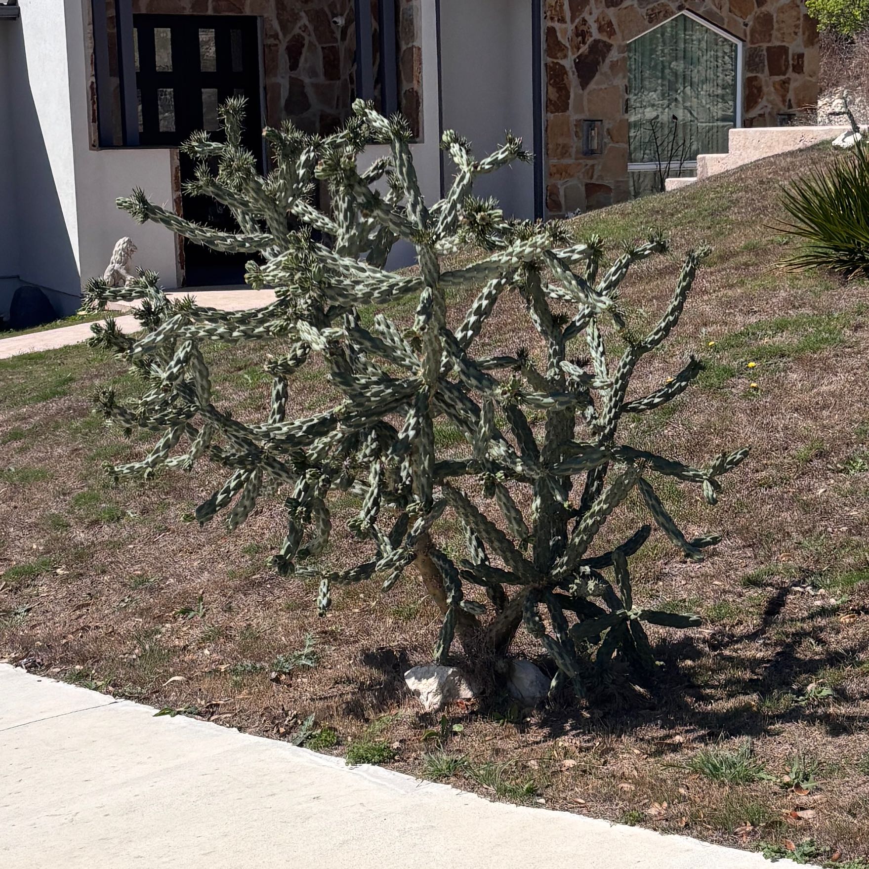Photo of the plant species Deerhorn Cholla by @WhizbangTagetes named Gates on Greg, the plant care app