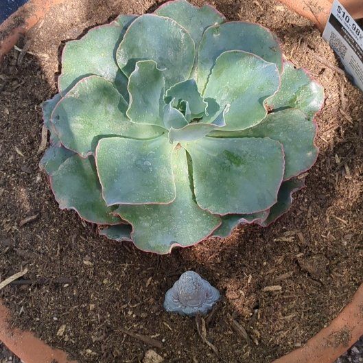 Photo of the plant species Echeveria 'Sahara' by @NurseIvy named Bob on Greg, the plant care app