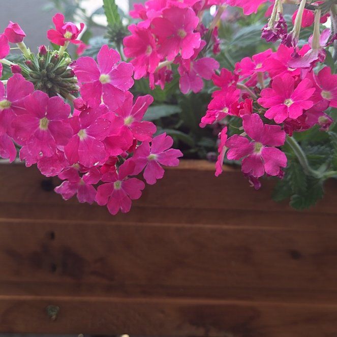 Photo of the plant species Slender Vervain by @PlenaryChaya23 named Tolkien on Greg, the plant care app