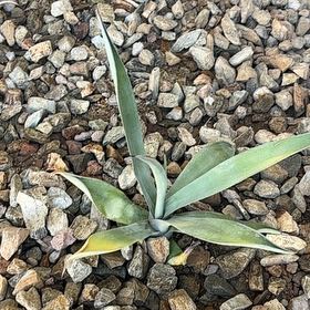 Photo of the plant species False Aloe by @SummeryLychee10 named Maya on Greg, the plant care app