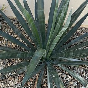 Photo of the plant species Sisal by @SummeryLychee10 named Denali on Greg, the plant care app