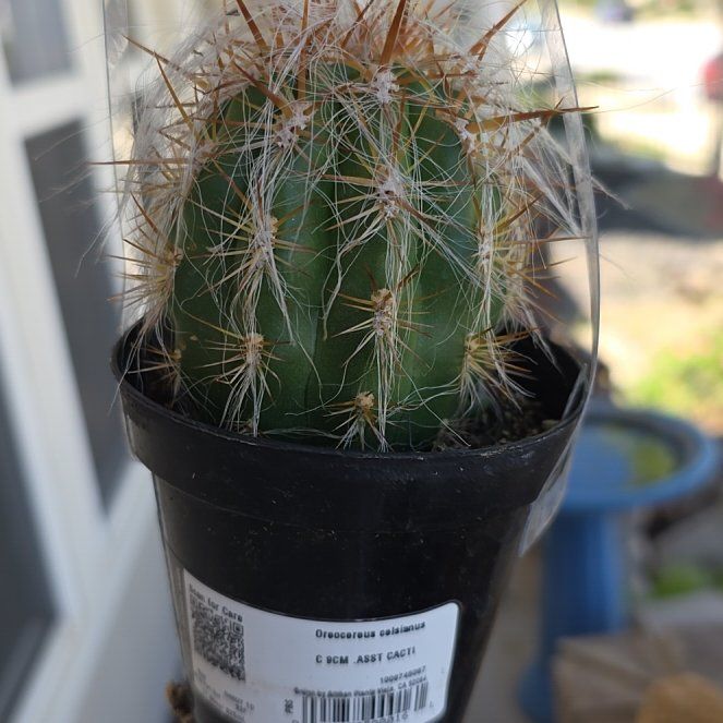 Photo of the plant species Old Man of the Andes by @ProNutgrass2 named Sahara on Greg, the plant care app
