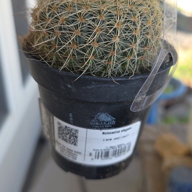 Photo of the plant species Notocactus elegans by @ProNutgrass2 named Mochi on Greg, the plant care app