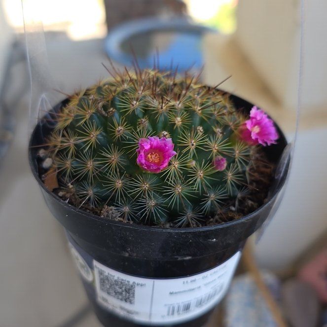 Photo of the plant species Mammillaria by @ProNutgrass2 named Zeus on Greg, the plant care app