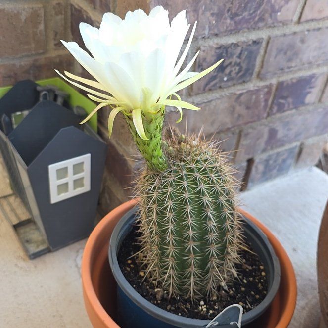 Photo of the plant species Torch Cactus by @ProNutgrass2 named Treeyoncé on Greg, the plant care app