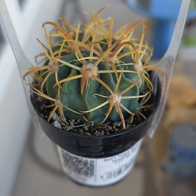 Photo of the plant species Twisted Barrel Cactus by @ProNutgrass2 named Diana on Greg, the plant care app