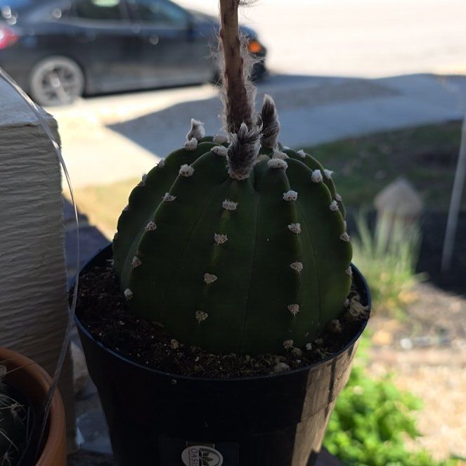 Photo of the plant species Echinopsis subdenudatum 'Dominos' by @ProNutgrass2 named Prince on Greg, the plant care app