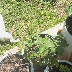 Photo of the plant species Pierre de Ronsard Rose by @UltraNapaea23 named Sherlock on Greg, the plant care app