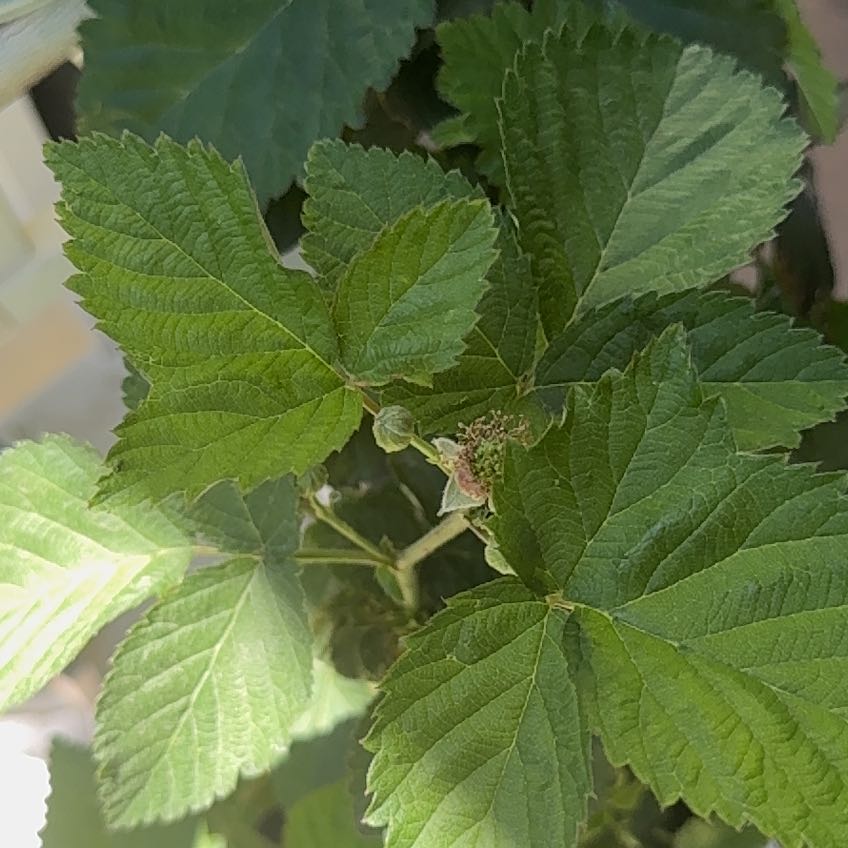 Photo of the plant species Blackberry by @UltraNapaea23 named Barry on Greg, the plant care app