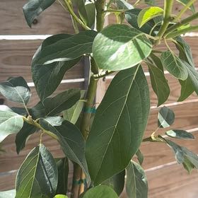 Photo of the plant species Wurtz Avocado by @UltraNapaea23 named Mexicana on Greg, the plant care app
