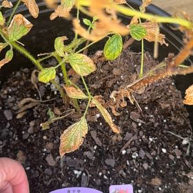 Photo of the plant species Heritage Raspberry by @UltraNapaea23 named Raspy on Greg, the plant care app