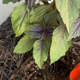 Photo of the plant species Purple Basil by @UltraNapaea23 named Bruce Lee on Greg, the plant care app