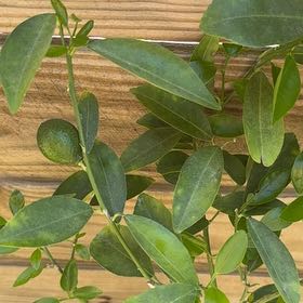 Photo of the plant species Indio Mandarinquat by @UltraNapaea23 named Khaleesi on Greg, the plant care app