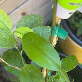 Photo of the plant species Lime Tree by @UltraNapaea23 named Gates on Greg, the plant care app