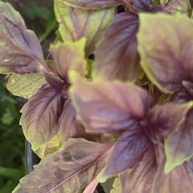 Photo of the plant species Purple Basil by @UltraNapaea23 named Fernie Mac on Greg, the plant care app