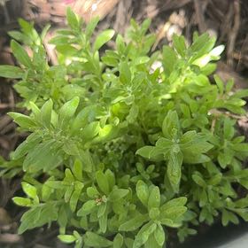 Photo of the plant species Lavendar by @UltraNapaea23 named Homer on Greg, the plant care app