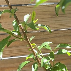 Photo of the plant species Santa Rosa Plum by @UltraNapaea23 named Plato on Greg, the plant care app