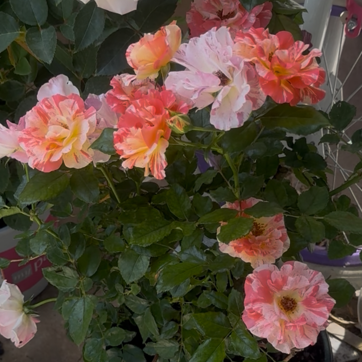Photo of the plant species Rosa 'Alfred Sisley' by @UltraNapaea23 named Bloom on Greg, the plant care app