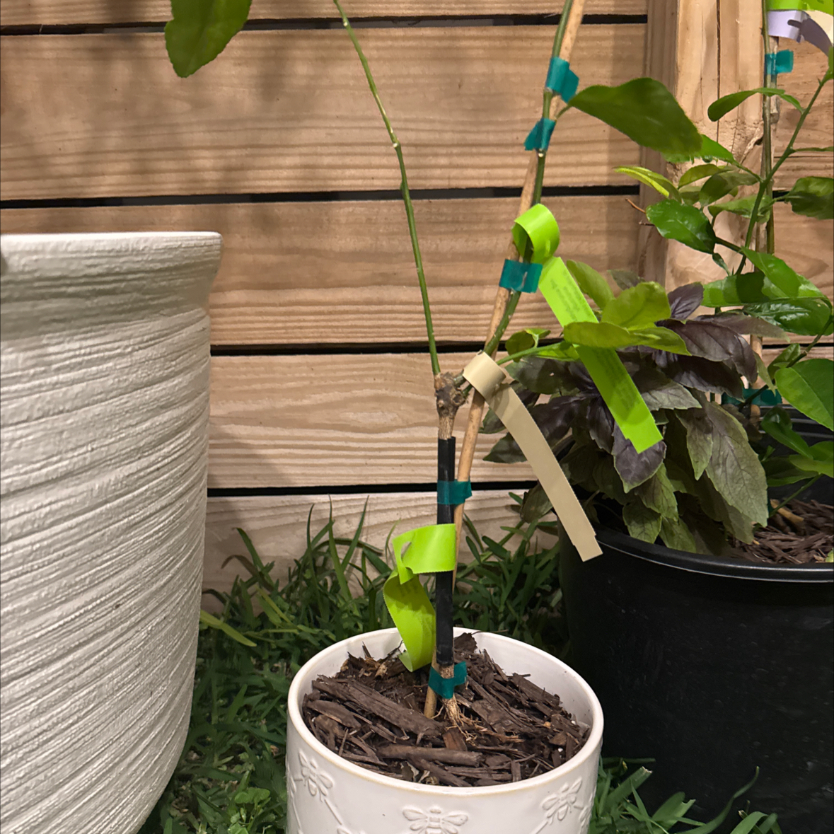 Photo of the plant species Bearss Lime by @UltraNapaea23 named Bigleef Smalls on Greg, the plant care app