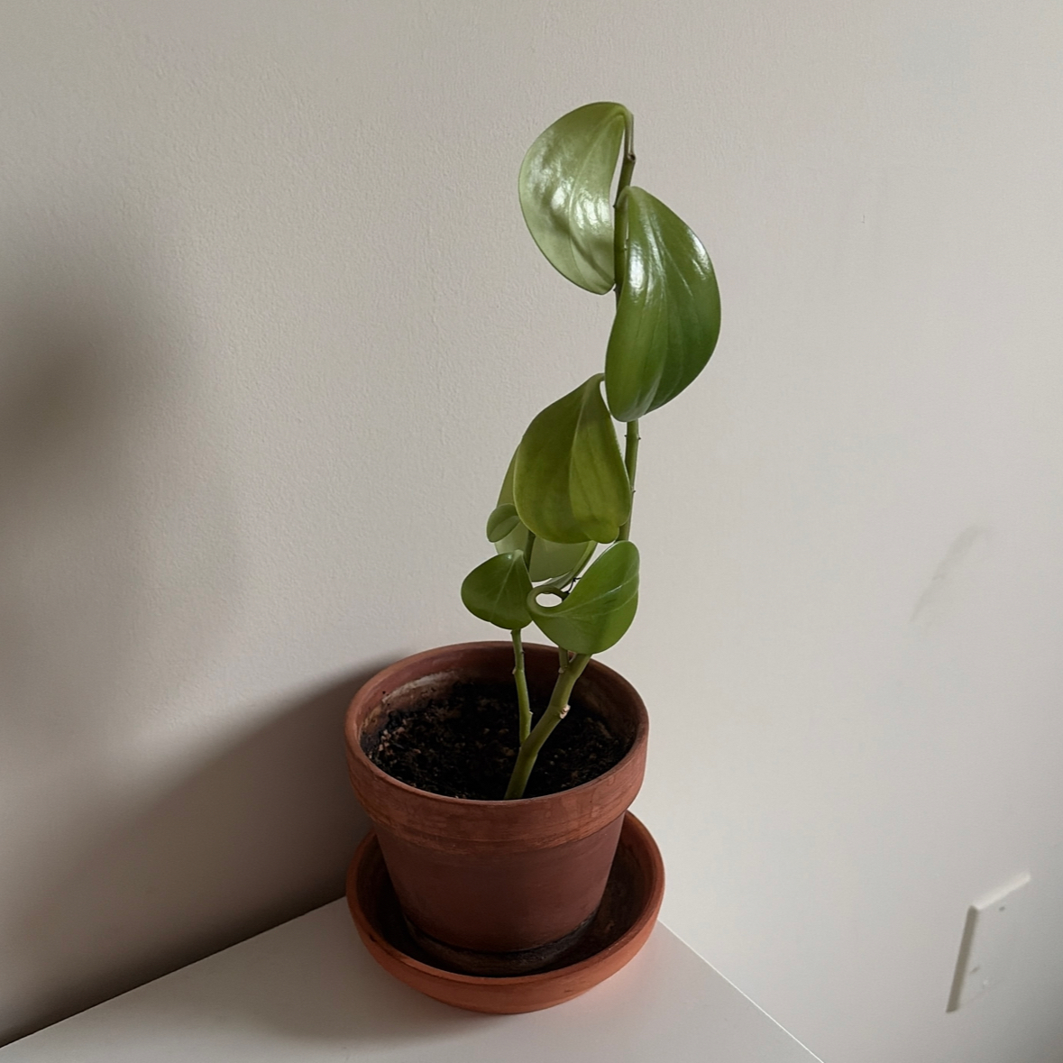 Photo of the plant species jade by @FitBlusher25 named Achilles on Greg, the plant care app