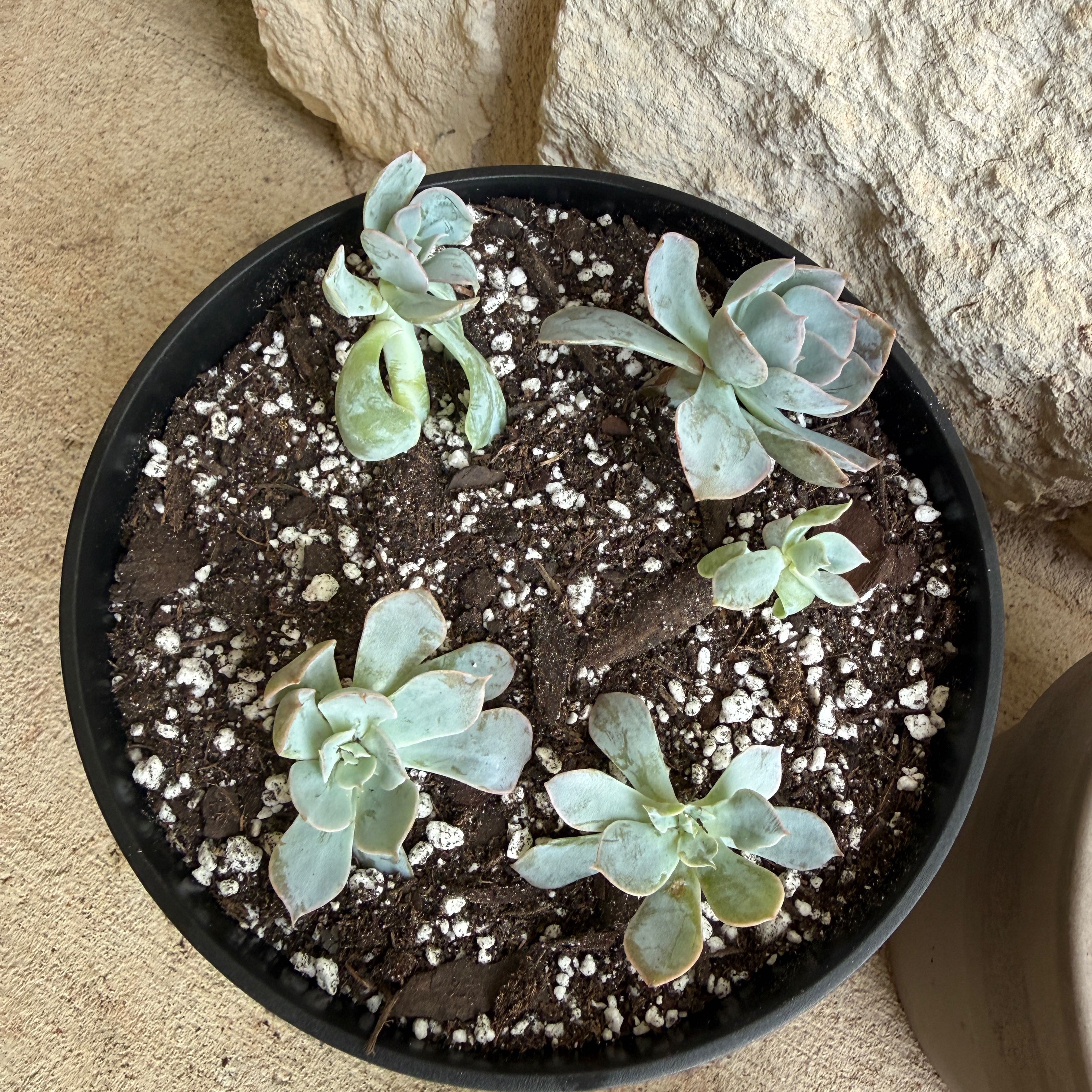 Photo of the plant species Blue Atoli Echevaria by @BigwigWaiuatua named Little Babies on Greg, the plant care app