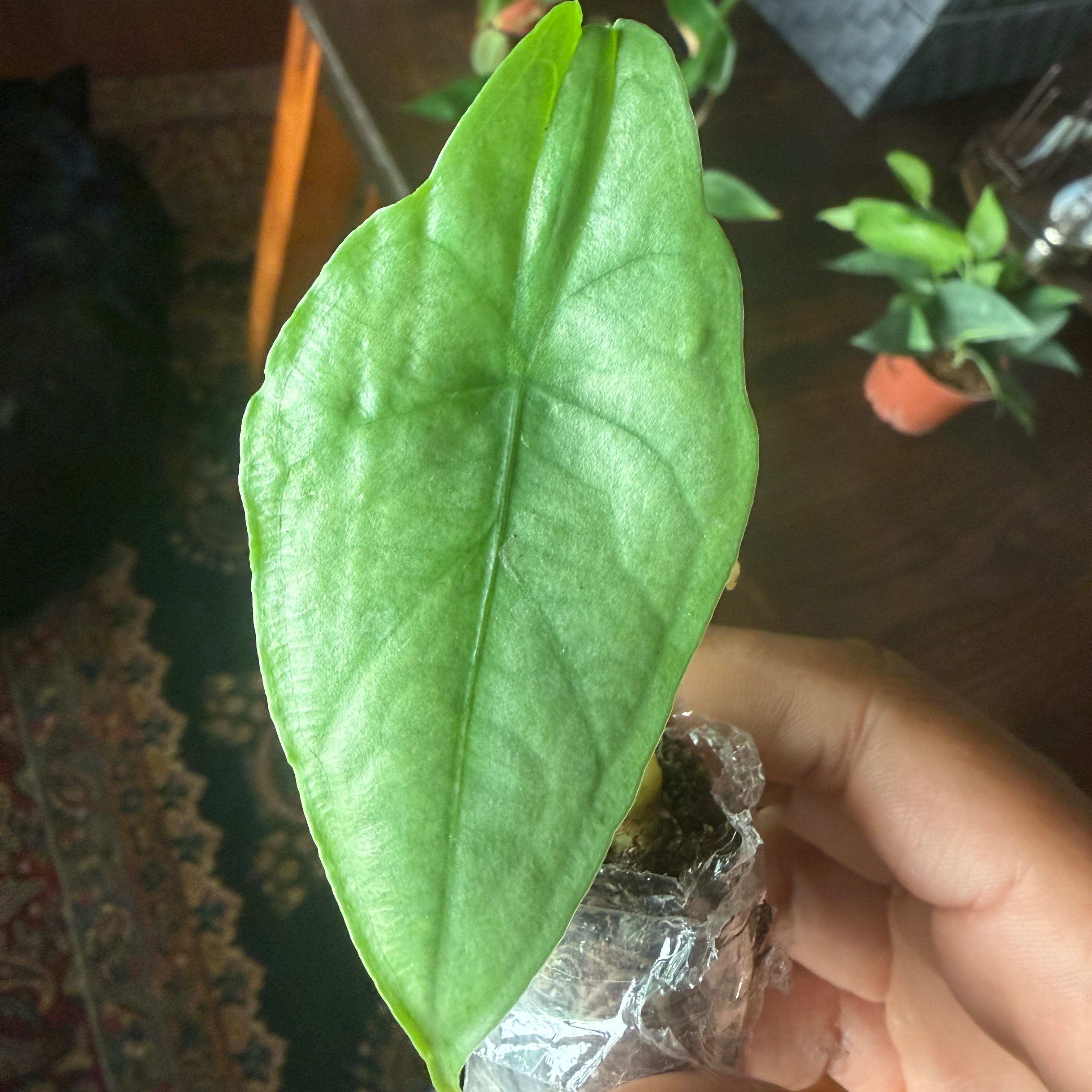 Photo of the plant species Dragon's Breath by @Plant_Mami named Bella on Greg, the plant care app