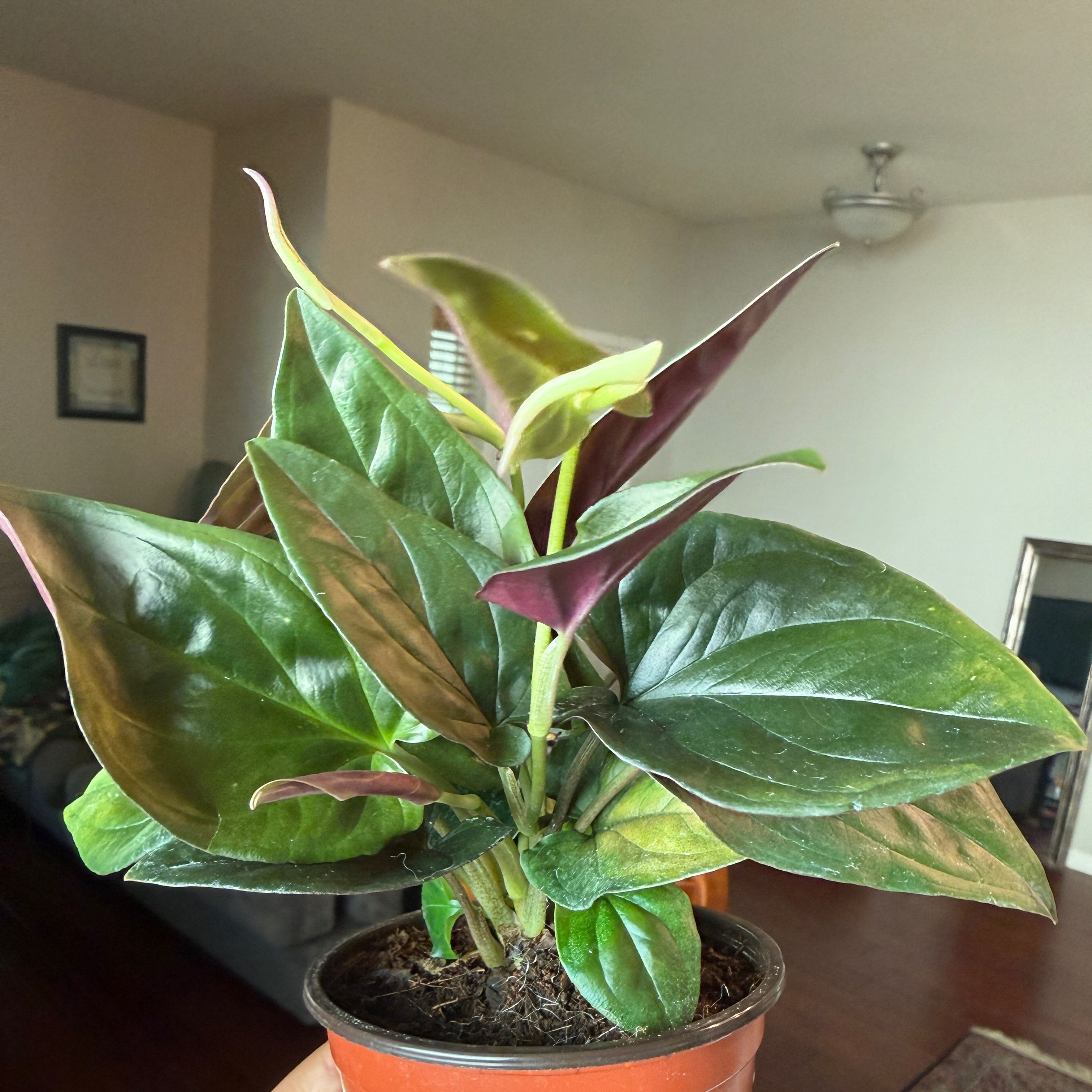 Photo of the plant species Arrowhead Vine 'Red Arrow' by @Plant_Mami named Morticia on Greg, the plant care app