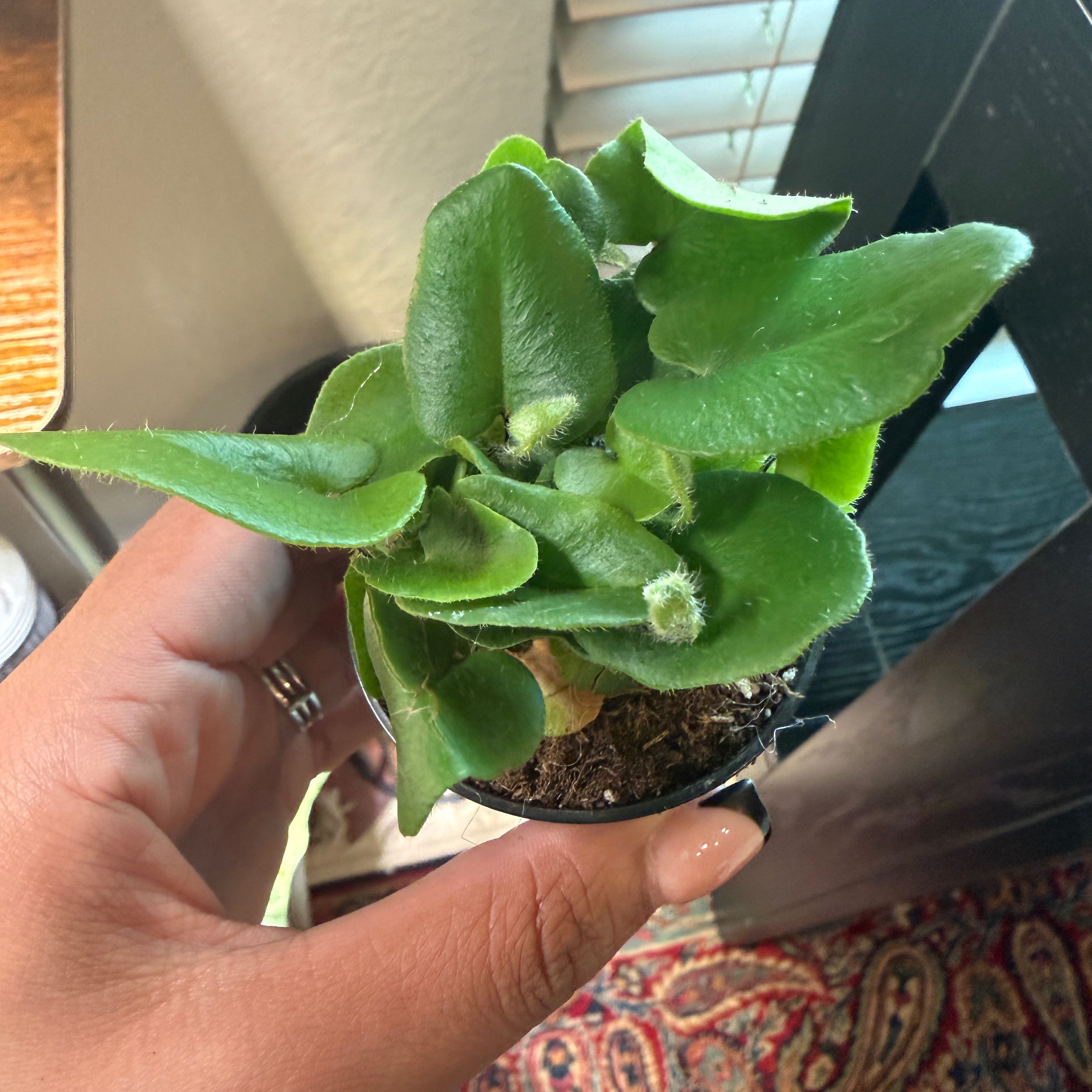 Photo of the plant species Heart Leaf Fern by @Plant_Mami named Foxxy on Greg, the plant care app
