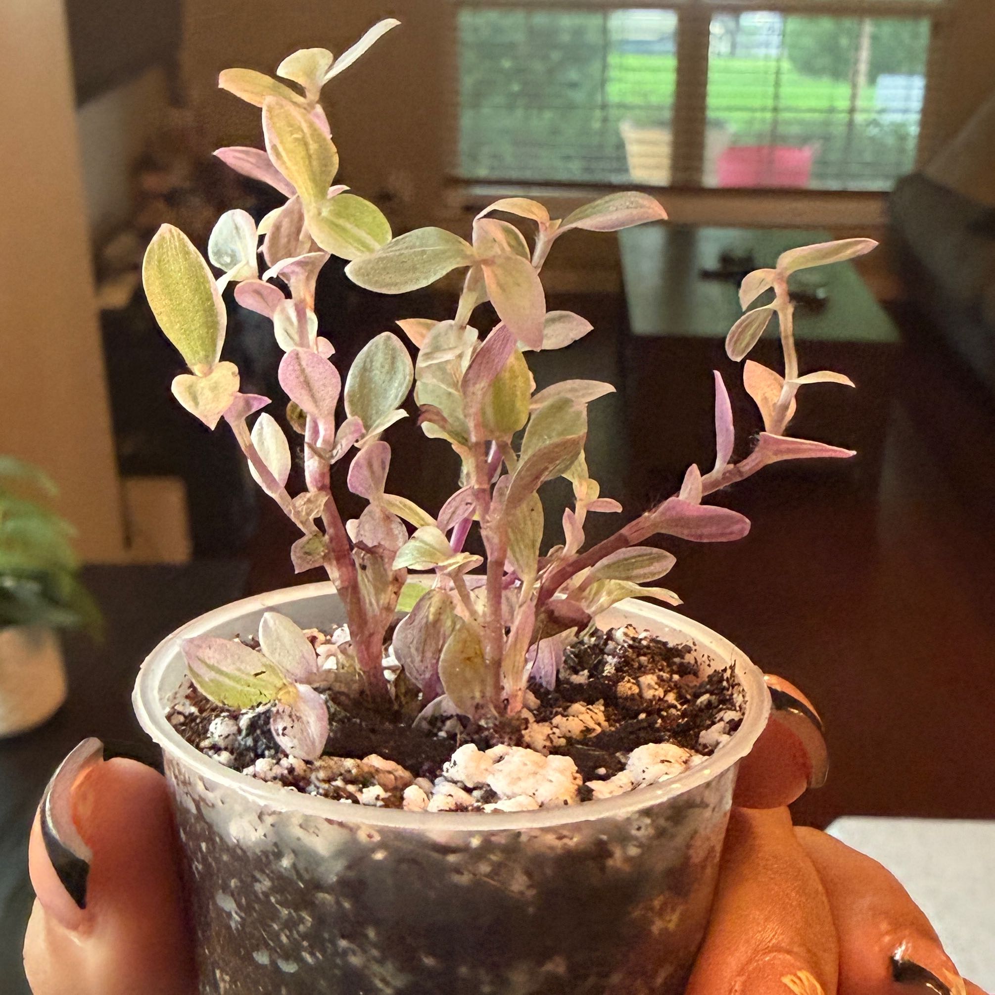 Photo of the plant species Tradescantia Pink Panther by @Plant_Mami named Maliya on Greg, the plant care app