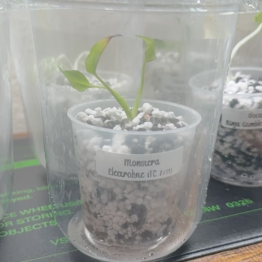 Photo of the plant species Monstera Electrolyte by @Plant_Mami named Gobi on Greg, the plant care app