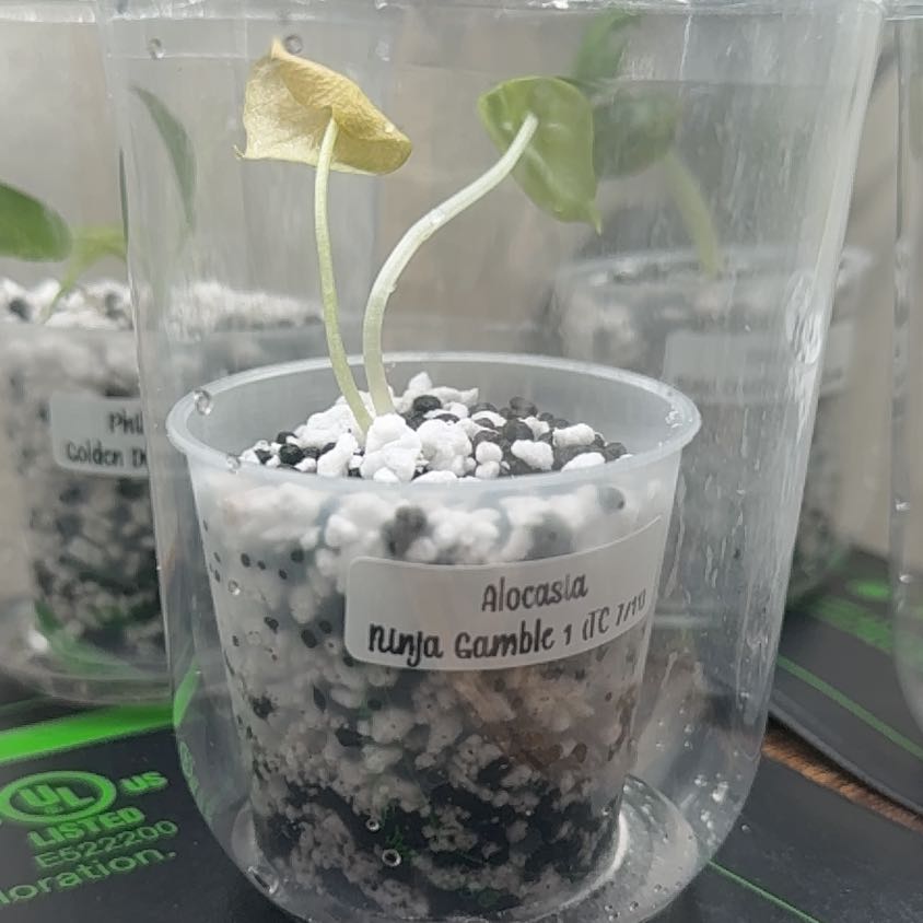 Photo of the plant species alocasia ninja by @Plant_Mami named Ninja Gamble 1 on Greg, the plant care app