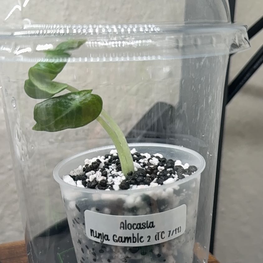 Photo of the plant species alocasia ninja by @Plant_Mami named Ninja Gamble 2 on Greg, the plant care app